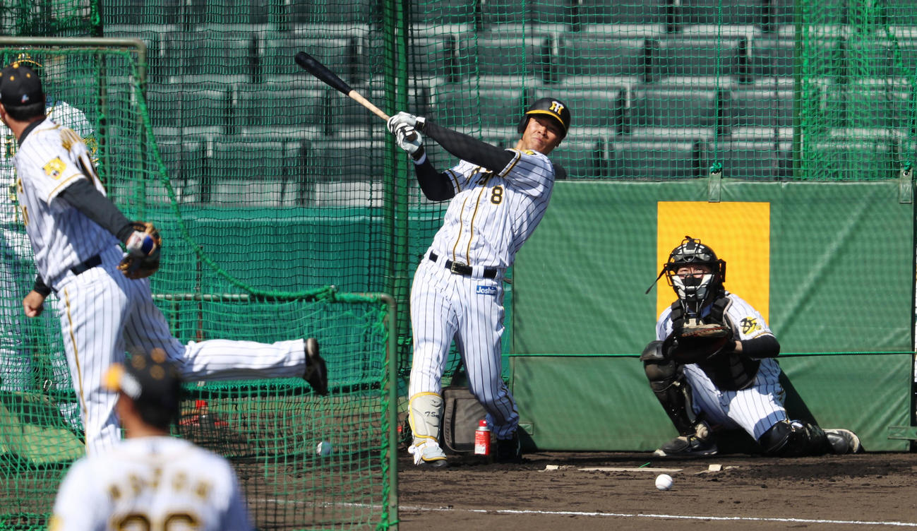 甲子園で打撃練習を行った佐藤輝（撮影・加藤哉）