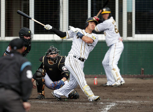 練習試合　阪神対日本ハム　本塁打を放つ佐藤輝明