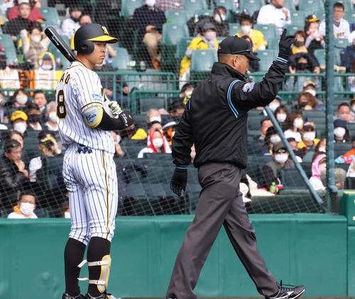 阪神対巨人　4回裏阪神2死、佐藤輝明の左翼ポール際への打球はファウル判定もリプレー検証の結果、本塁打となる（撮影・清水貴仁）