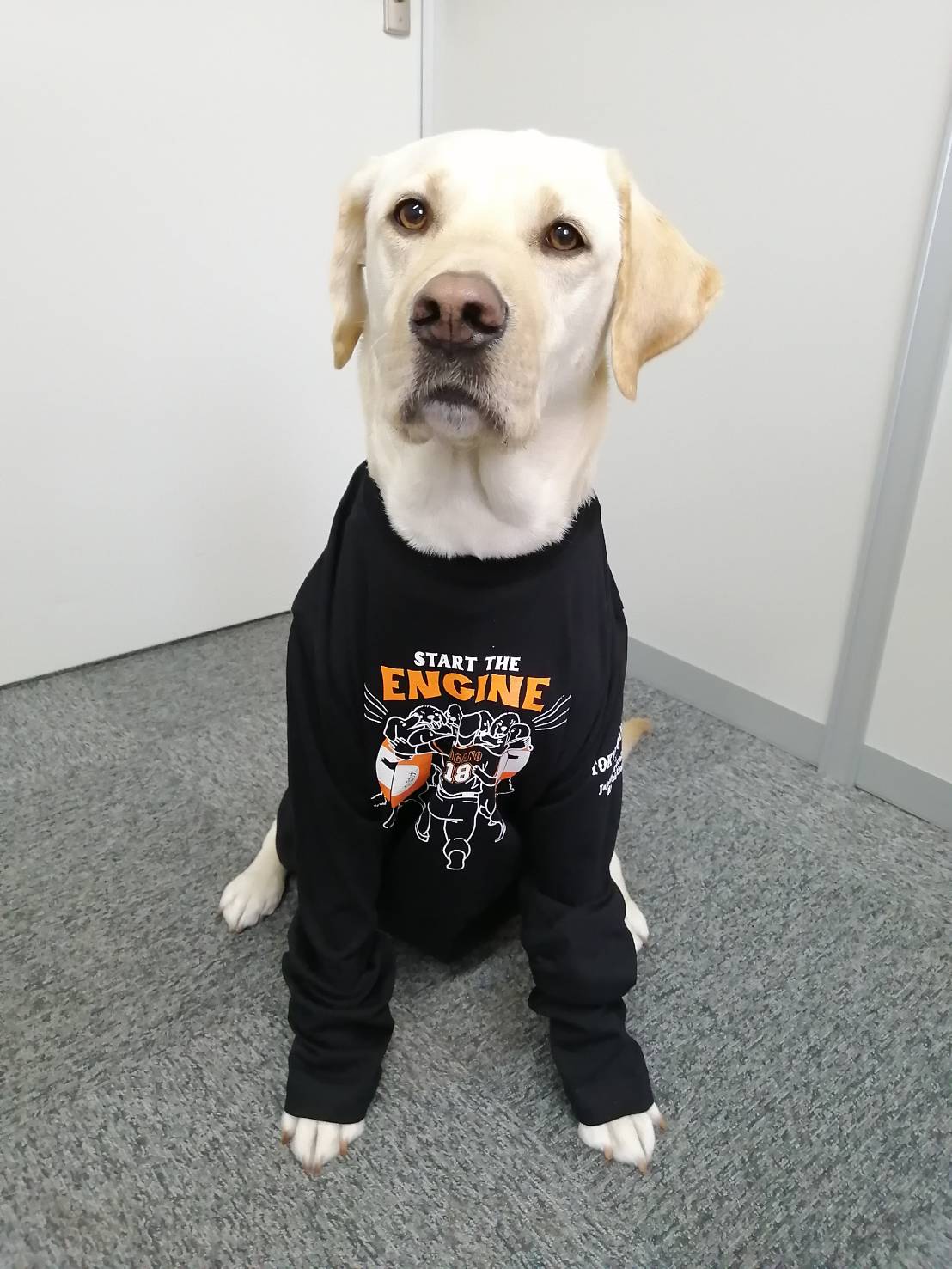 巨人菅野とのコラボTシャツを着用する介助犬（球団提供）