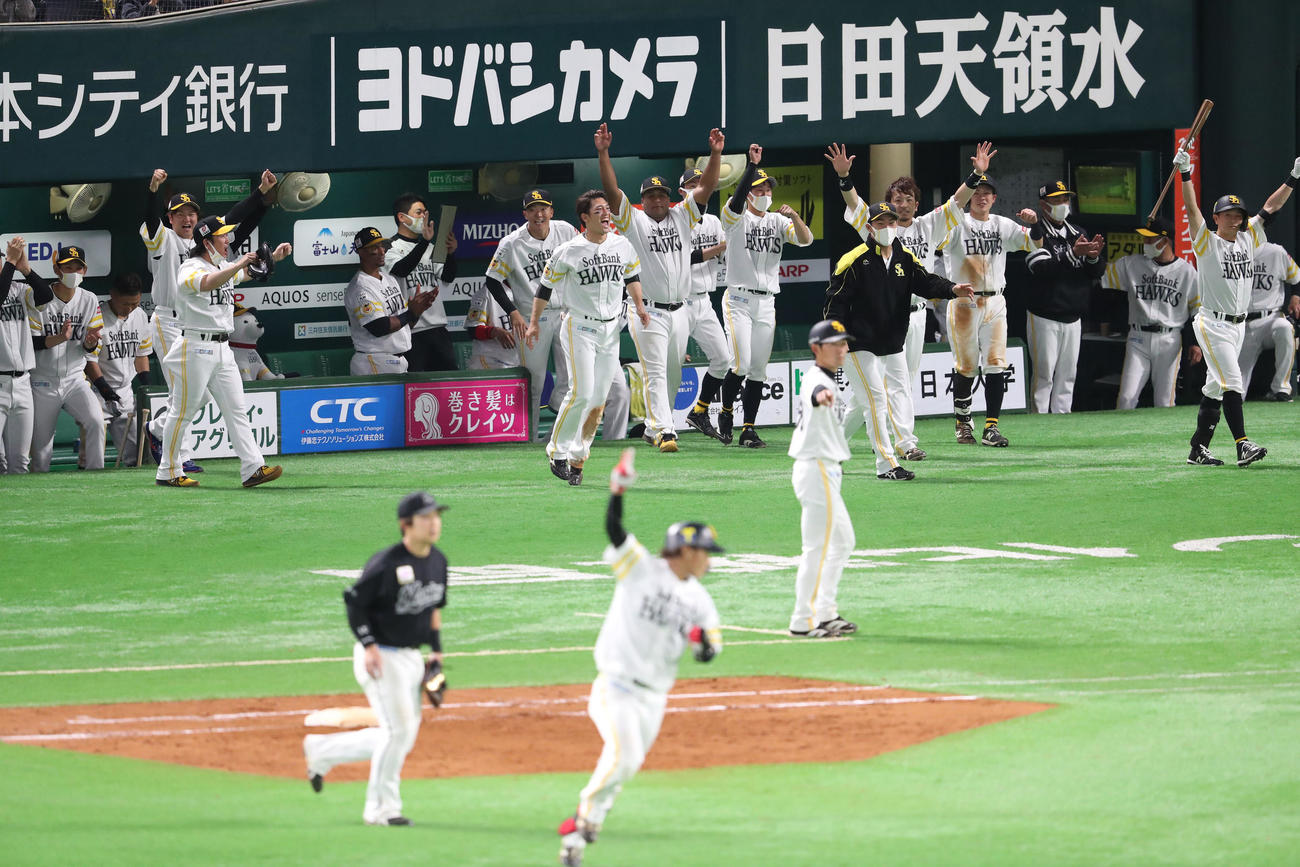 ソフトバンク対ロッテ　9回裏ソフトバンク1死二塁、今宮健太は中前にサヨナラとなる安打を放つ、大喜びのベンチのナイン（撮影・梅根麻紀）