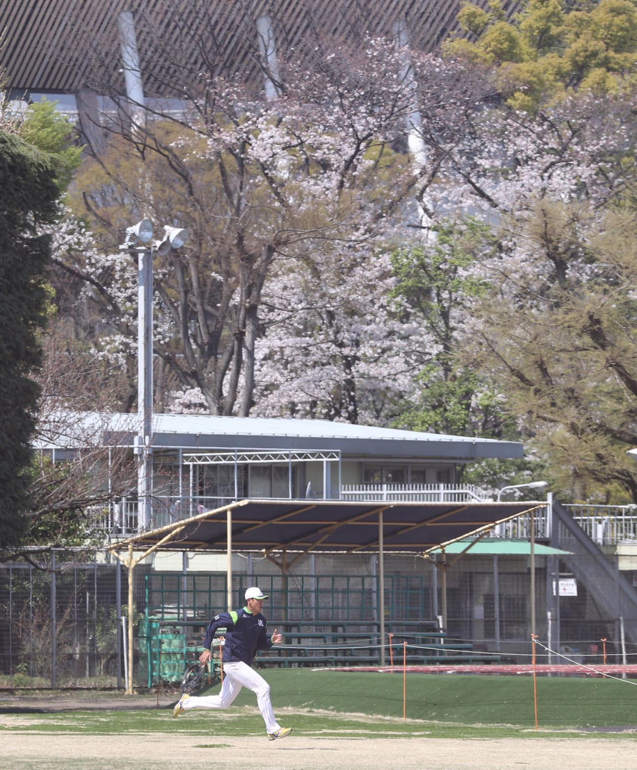 桜を背に練習でダッシュを繰り返すヤクルト奥川（撮影・野上伸悟）