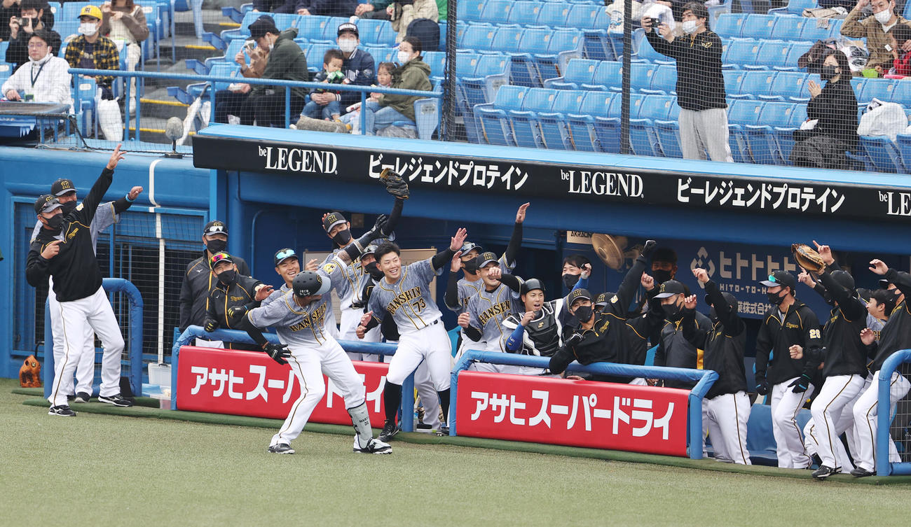 ヤクルト対阪神　3回表阪神2死、左越え本塁打を放ちベンチ前で喜ぶマルテ。奥左から4人目は矢野監督、5人目は佐藤輝（撮影・野上伸悟）