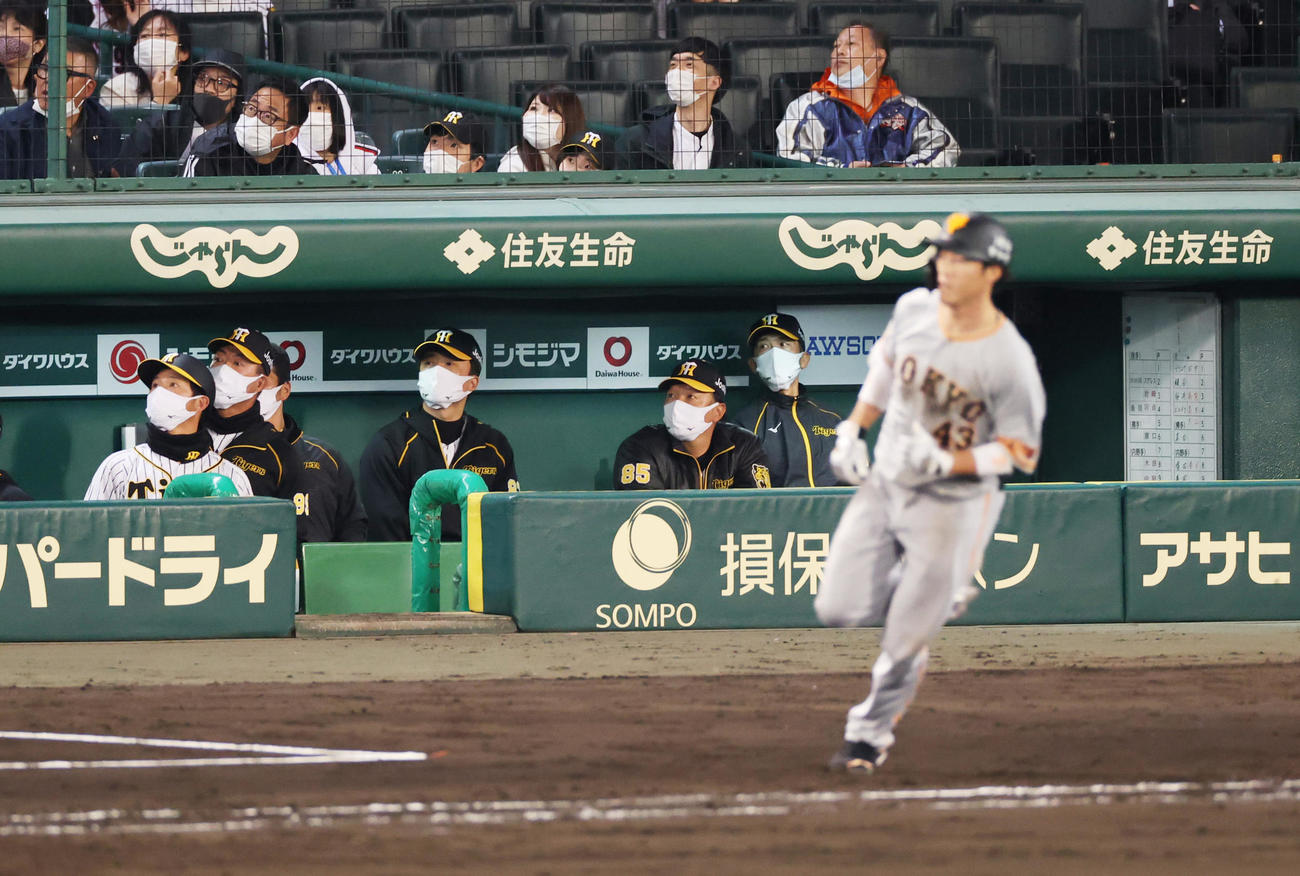 重信の右越え本塁打をみつめる矢野監督ら阪神ベンチ（撮影・清水貴仁）