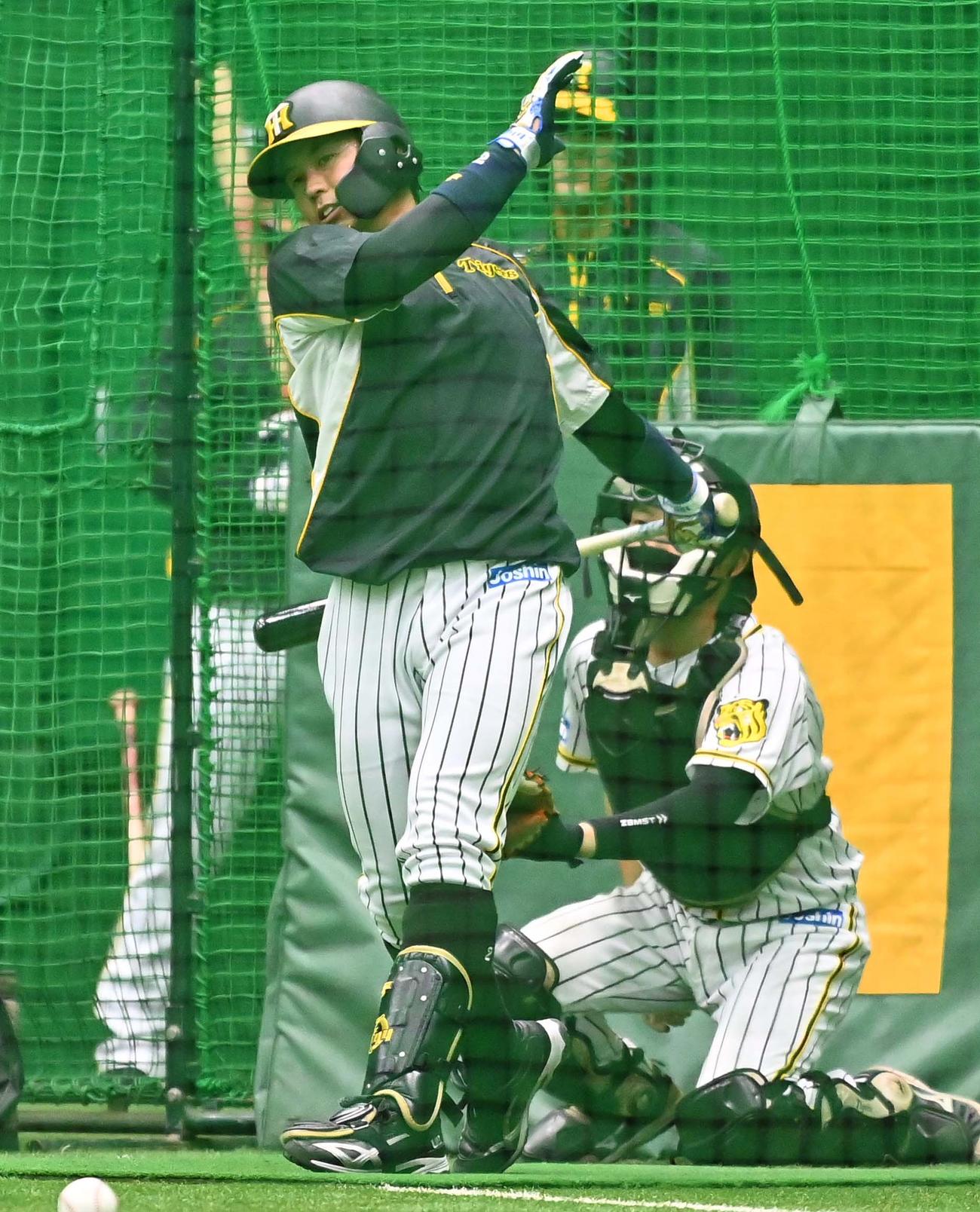 フリー打撃練習で汗を流す梅野（撮影・上田博志）