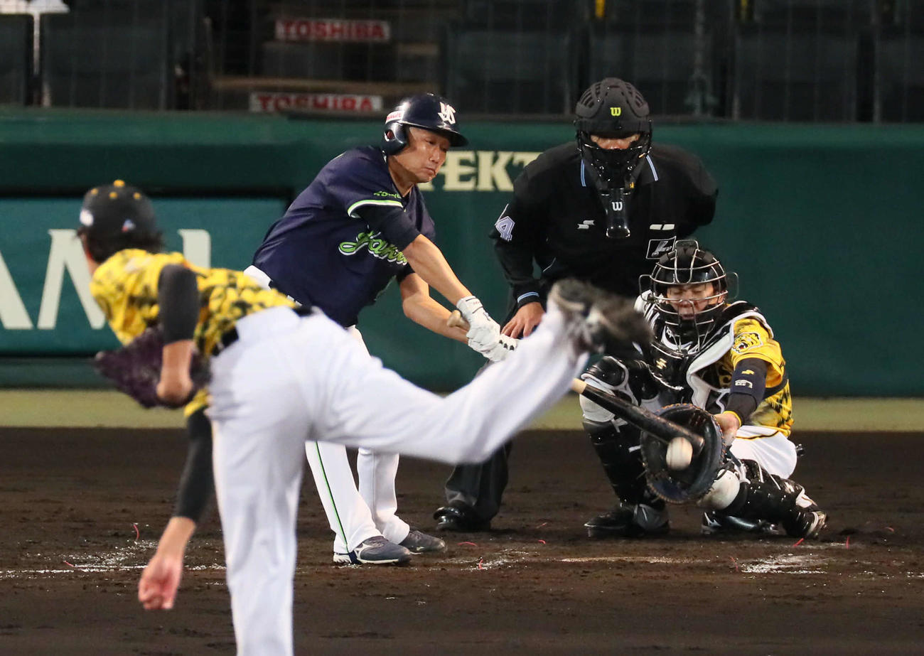 阪神対広島　5回表ヤクルト1死、石川は二塁内野安打で出塁する（撮影・宮崎幸一）