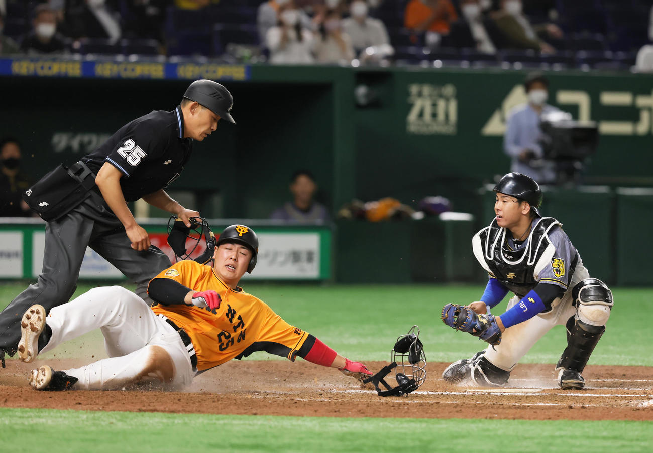 巨人対阪神　6回裏巨人1死一、三塁、大城の投ゴロで本塁を狙うもタッチアウトとなる三塁走者岡本和（左）。捕手梅野（撮影・足立雅史）