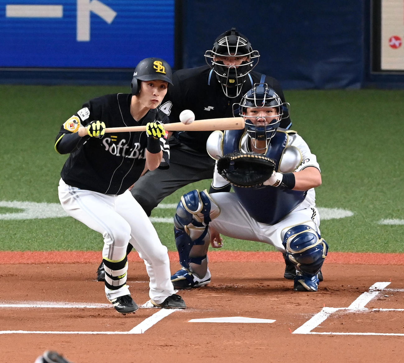 オリックス対ソフトバンク　1回表ソフトバンク無死、周東は投前にバント安打を決める（撮影・前岡正明）