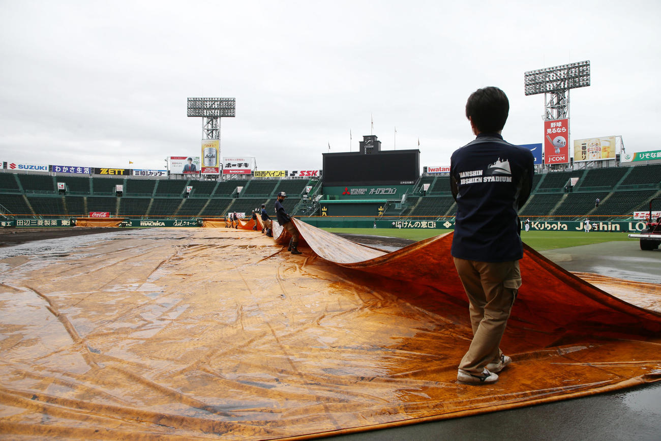 阪神対ロッテ　甲子園球場ではグラウンドに掛けられていたシートをはがし始めました（撮影・加藤哉）