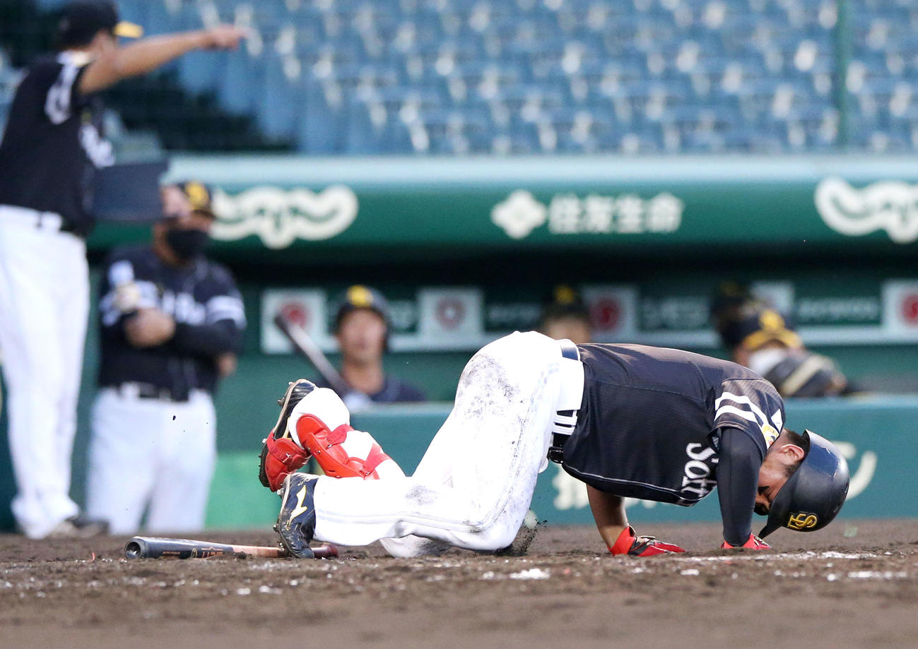阪神対ソフトバンク　3回表ソフトバンク無死一塁、野村は死球をうけうずくまる（撮影・上山淳一）