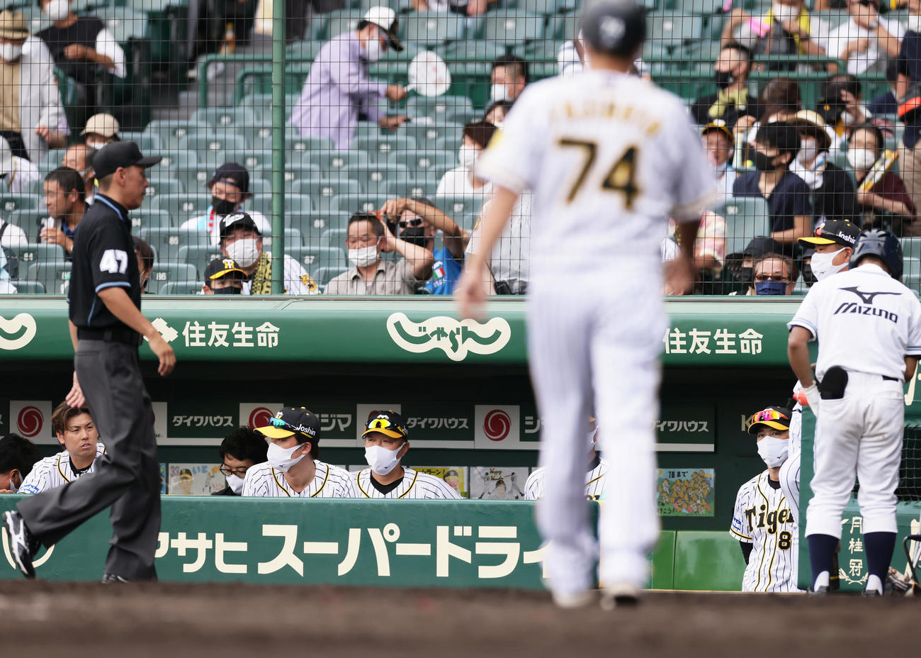 阪神対巨人　巨人に連敗しグラウンドを見つめる阪神矢野監督（撮影・足立雅史）