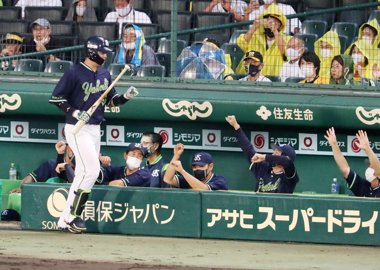 阪神対ヤクルト　4回表ヤクルト無死、村上は右越え本塁打を放ちベンチのナインとエアタッチ（撮影・加藤哉）