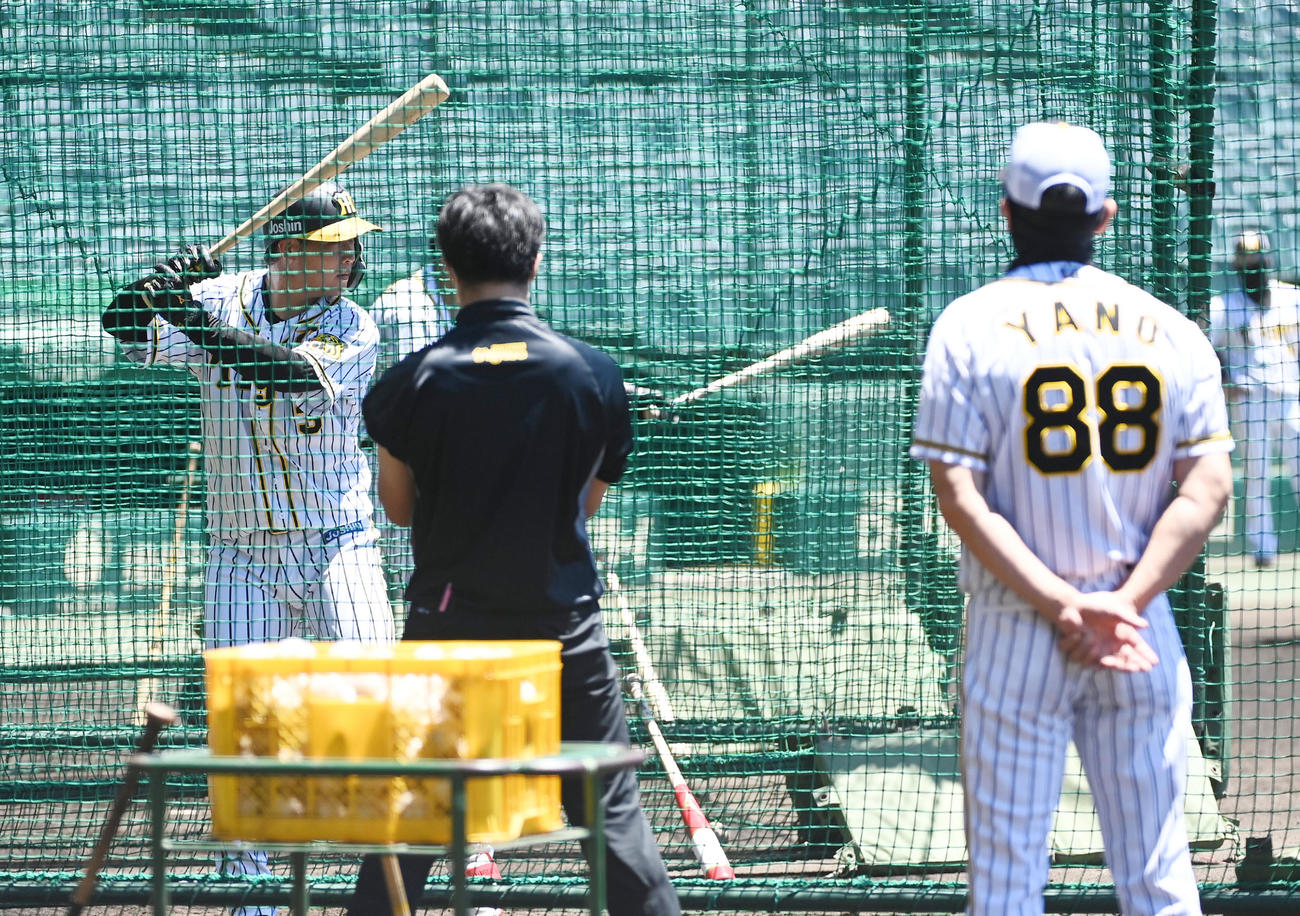 矢野監督が見守る中、打撃練習を行う大山（撮影・前岡正明）