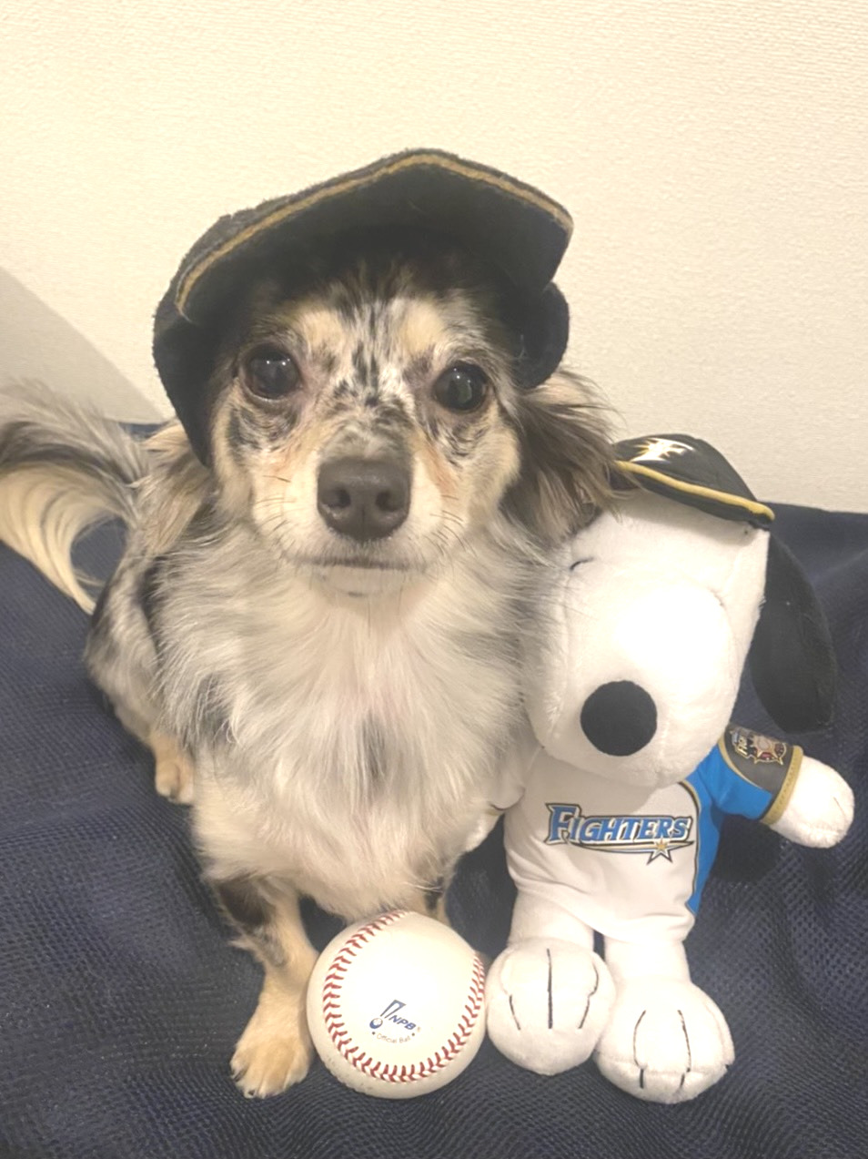 藤江の愛犬アネラ