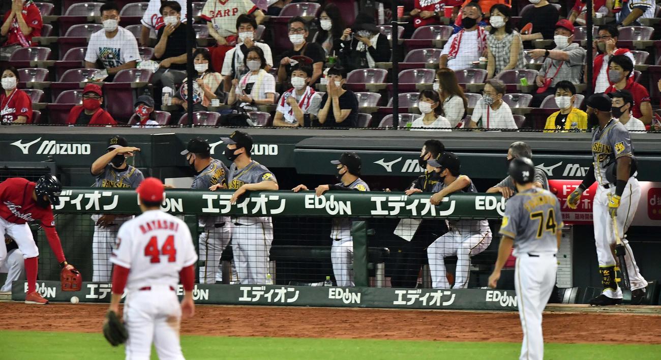 広島対阪神　8回表阪神無死、近本のファウルが腹部に当たった北川コーチを見る阪神ナイン（撮影・上田博志）
