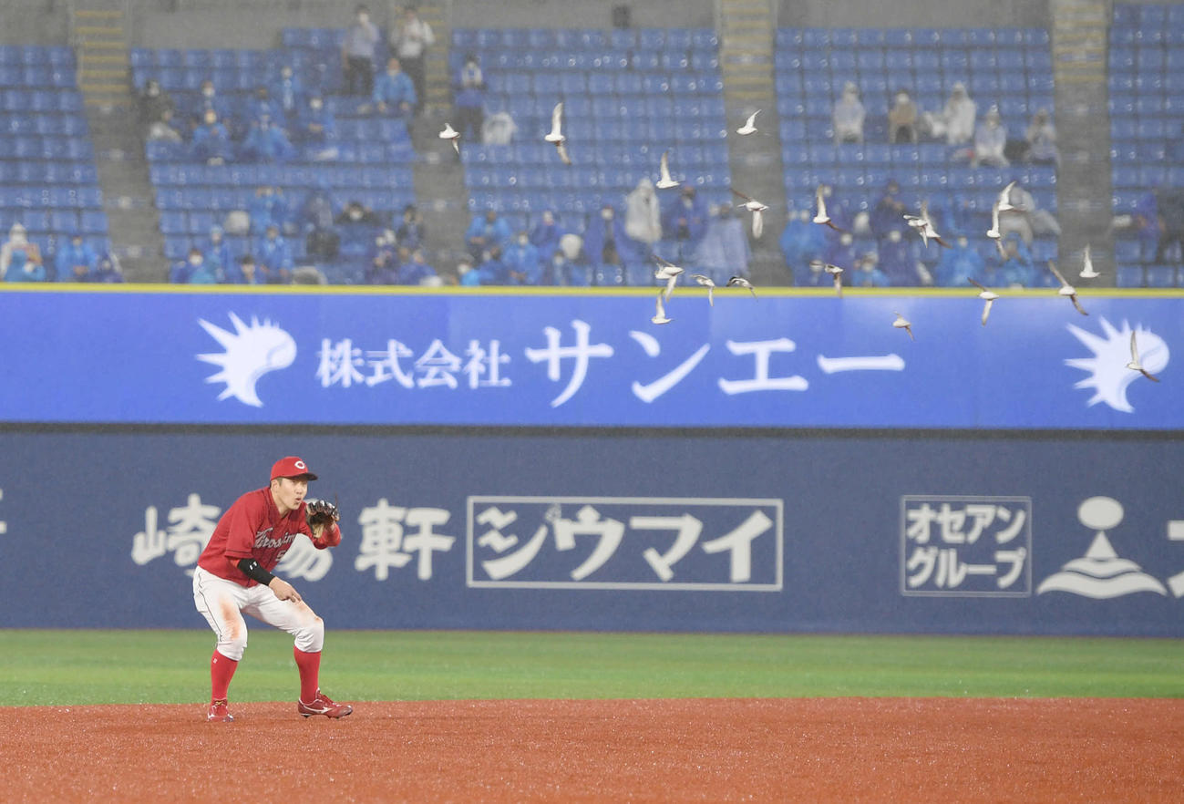 DeNA対広島　8回裏、鳥の群れがグランドを低空飛行。守備に就く広島小園もびっくり（撮影・たえ見朱実）