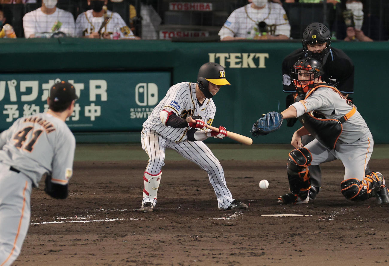 阪神対巨人　8回裏阪神無死一、二塁、投前に犠打を決める中野（撮影・前田充）