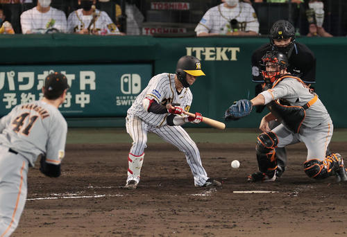 阪神対巨人　8回裏阪神無死一、二塁、投前に犠打を決める中野（撮影・前田充）