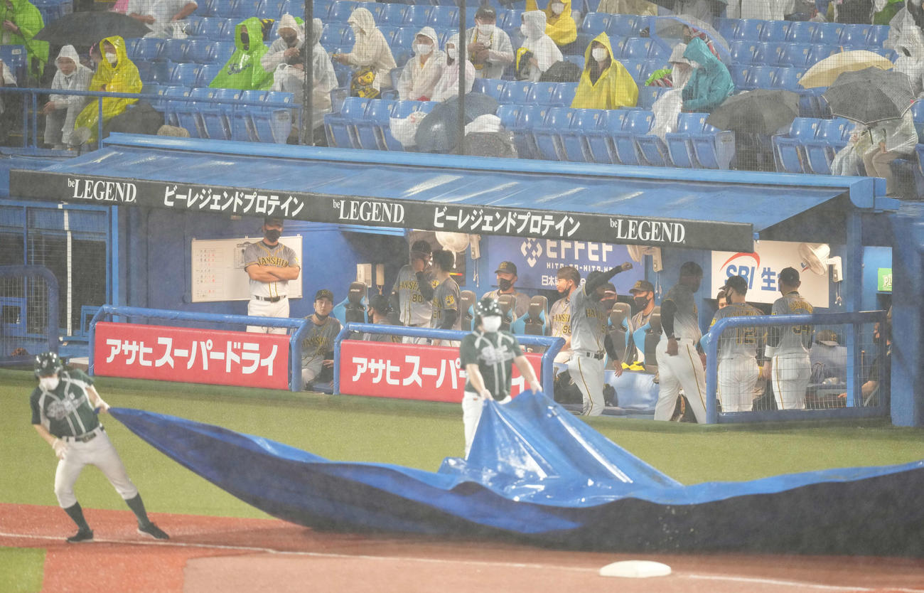 ヤクルト対阪神　4回表途中で雨脚が強まり試合が中断し、ベンチで待機する阪神ナイン（撮影・鈴木みどり）