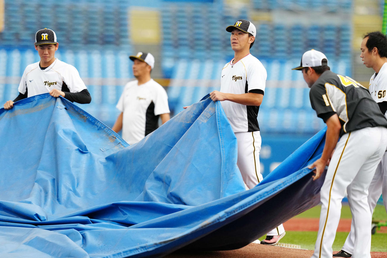 ヤクルト対阪神　練習前、神宮球場のマウンドにかかったシートを戻す阪神伊藤将（中央）ら（撮影・江口和貴）