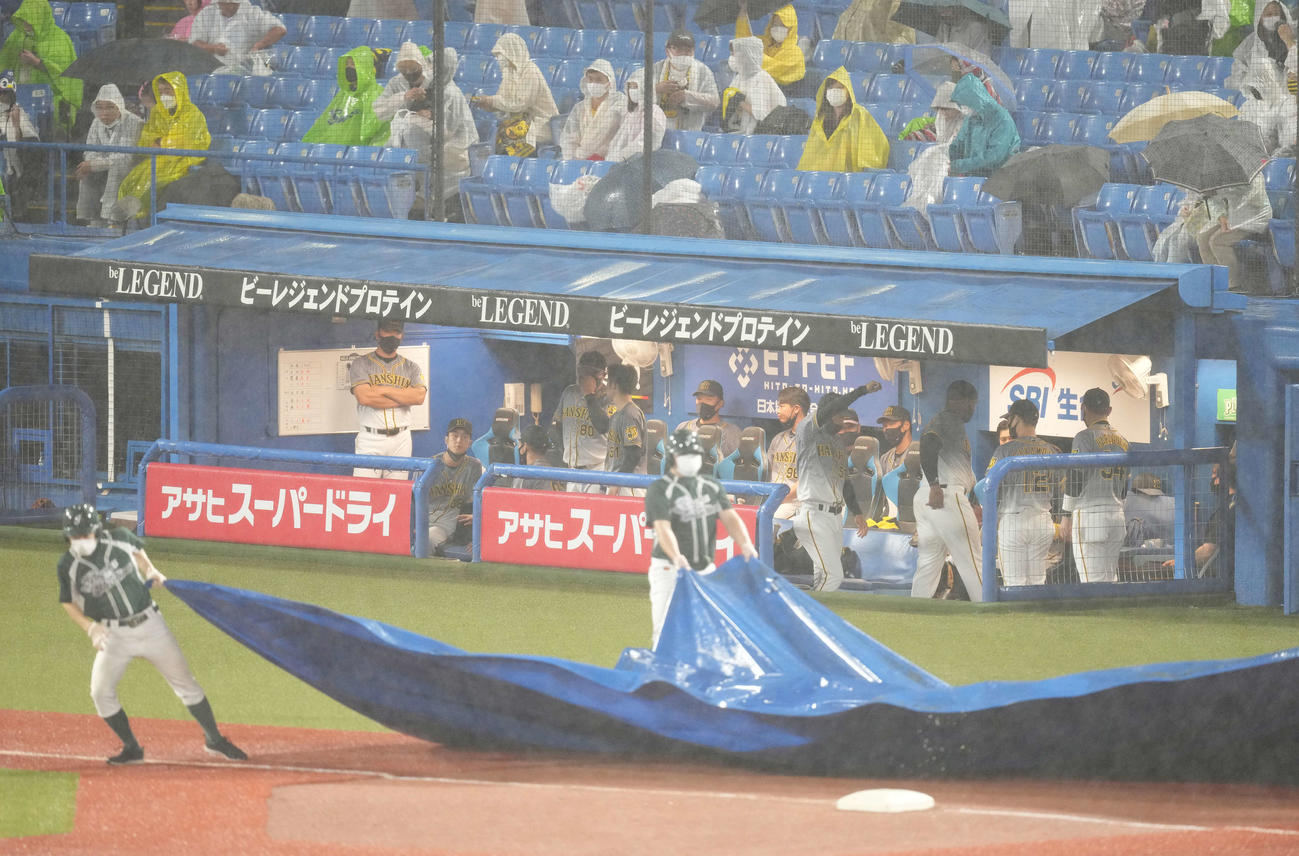 ヤクルト対阪神　4回表途中で雨脚が強まり試合が中断し、ベンチで待機する阪神ナイン（撮影・鈴木みどり）