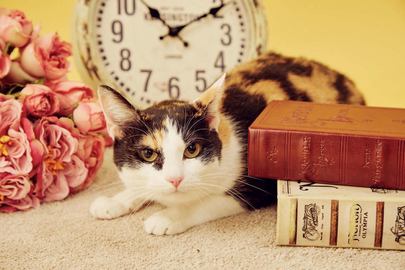楽天弓削の愛猫「あられちゃん」（本人提供）