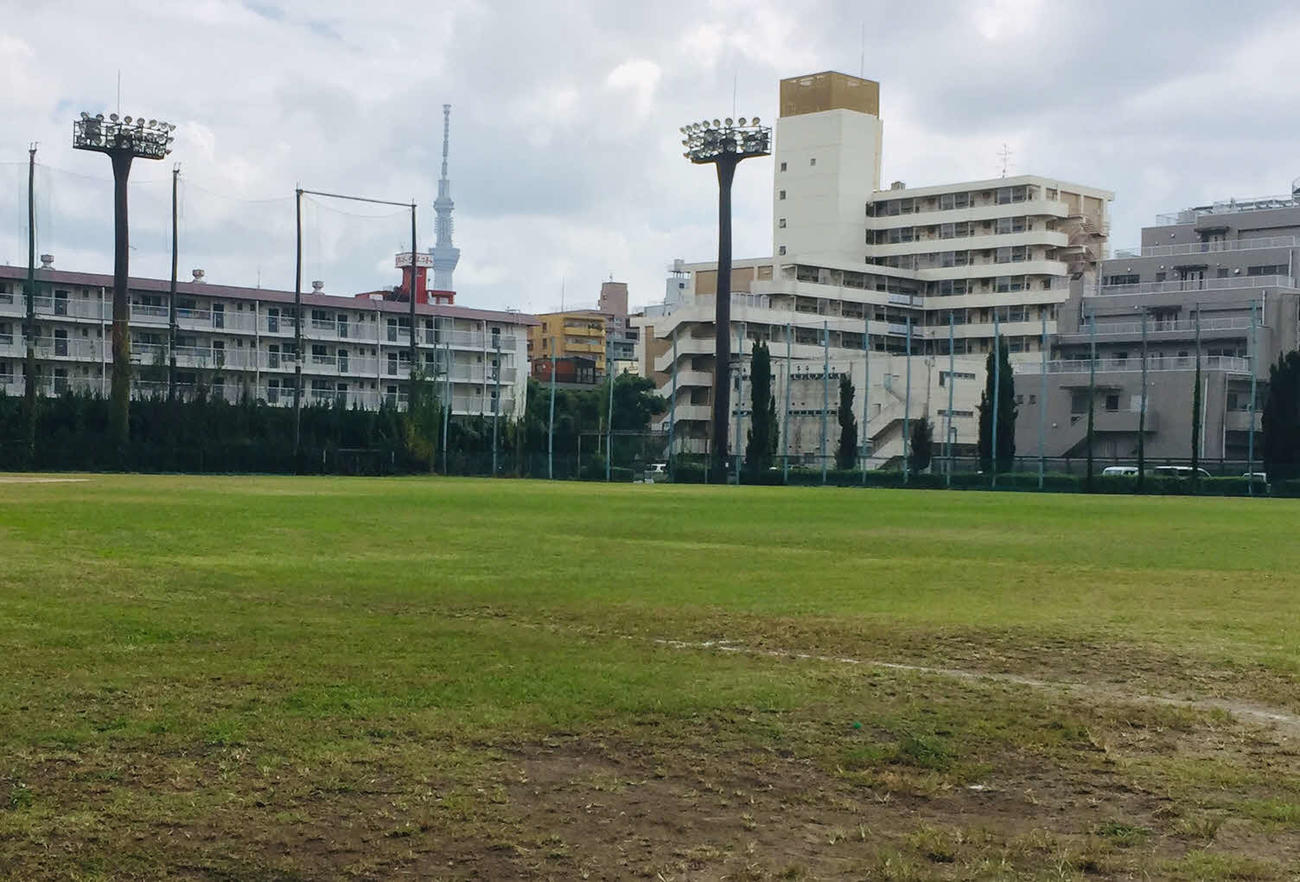 51年前のロッテの本拠地・東京スタジアム跡のライト付近からは東京スカイツリーが見える（撮影・金子真仁）