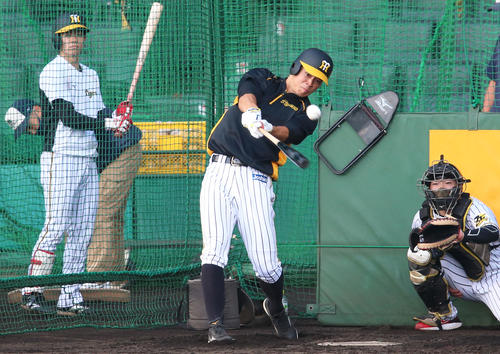阪神対広島　試合前、フリー打撃する佐藤輝。左は中野（撮影・上山淳一）