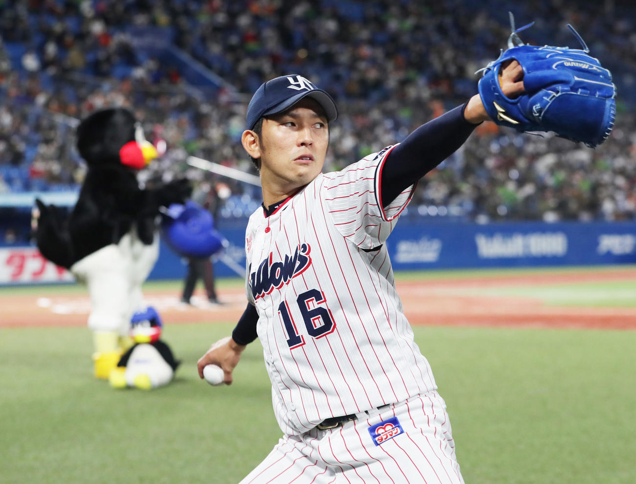 ヤクルト対巨人　つば九郎を背に投球練習するヤクルト原（撮影・足立雅史）