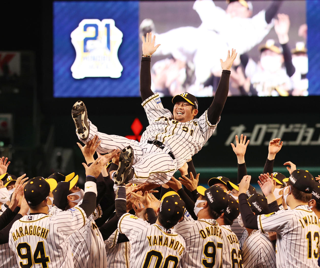 引退セレモニーで胴上げされる阪神岩田（撮影・清水貴仁）