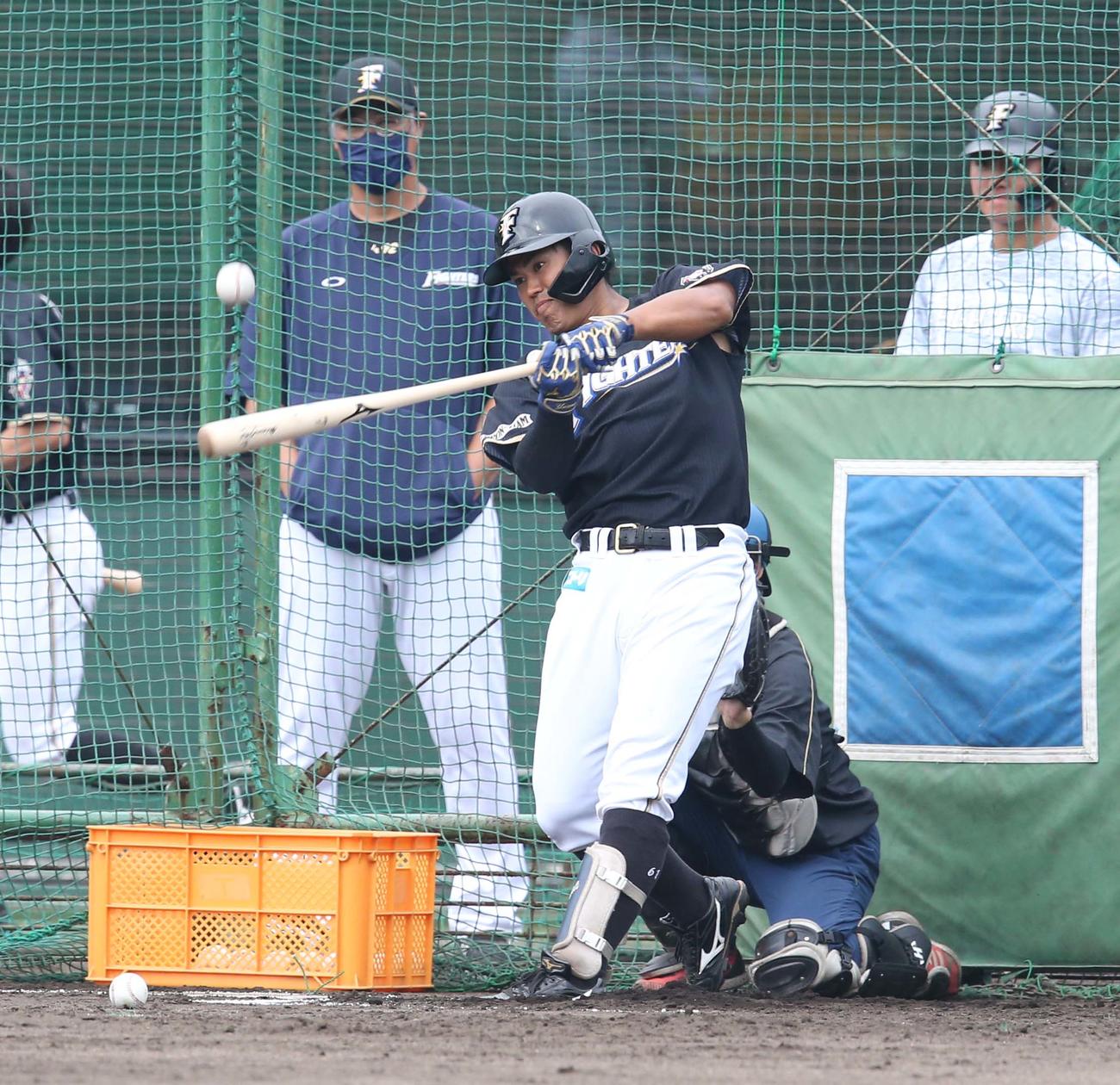 フリー打撃する今川（撮影・黒川智章）