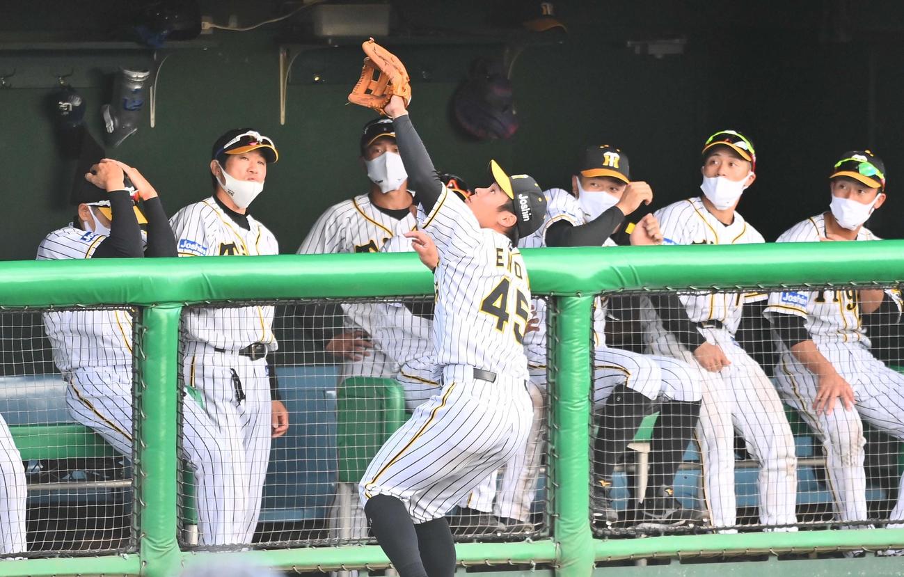 阪神対NTT西日本　8回表NTT西日本1死、ベンチに向かって飛んできた伊東嵩基の飛球に頭を抱えて守る矢野監督（左）。右から3人目は佐藤輝。三塁手遠藤が捕球して三邪飛となる（撮影・上田博志）