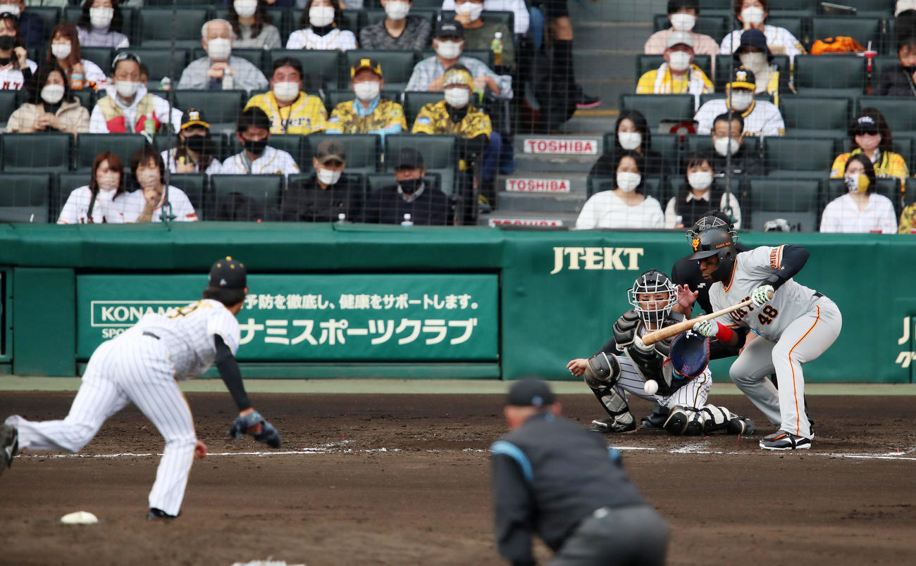 阪神対巨人　5回表巨人無死一塁、ウィーラーは投前犠打を決める。投手は高橋（撮影・加藤哉）