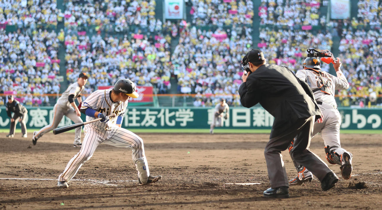 CSファーストステージ阪神対巨人　5回裏阪神2死二塁、グリップエンドに当たりバント判定で捕手前のゴロに倒れる梅野。投手戸郷（撮影・清水貴仁）
