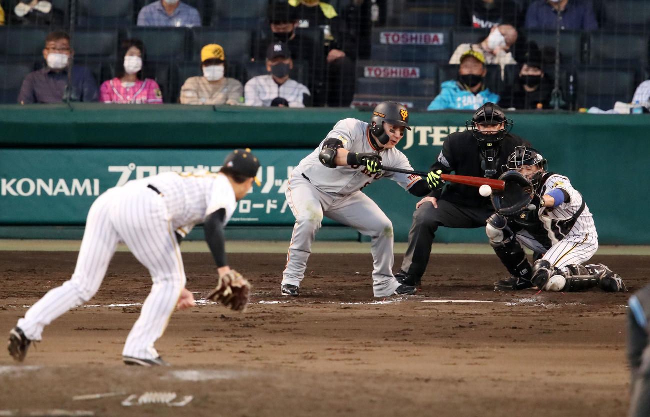 阪神対巨人　8回表巨人無死一塁、丸は三塁線に犠打安打を決める（撮影・加藤哉）