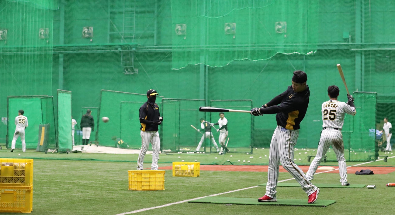 阪神佐藤輝（右手前）ら選手が複数の場所で同時に打撃練習を行う（撮影・清水貴仁）