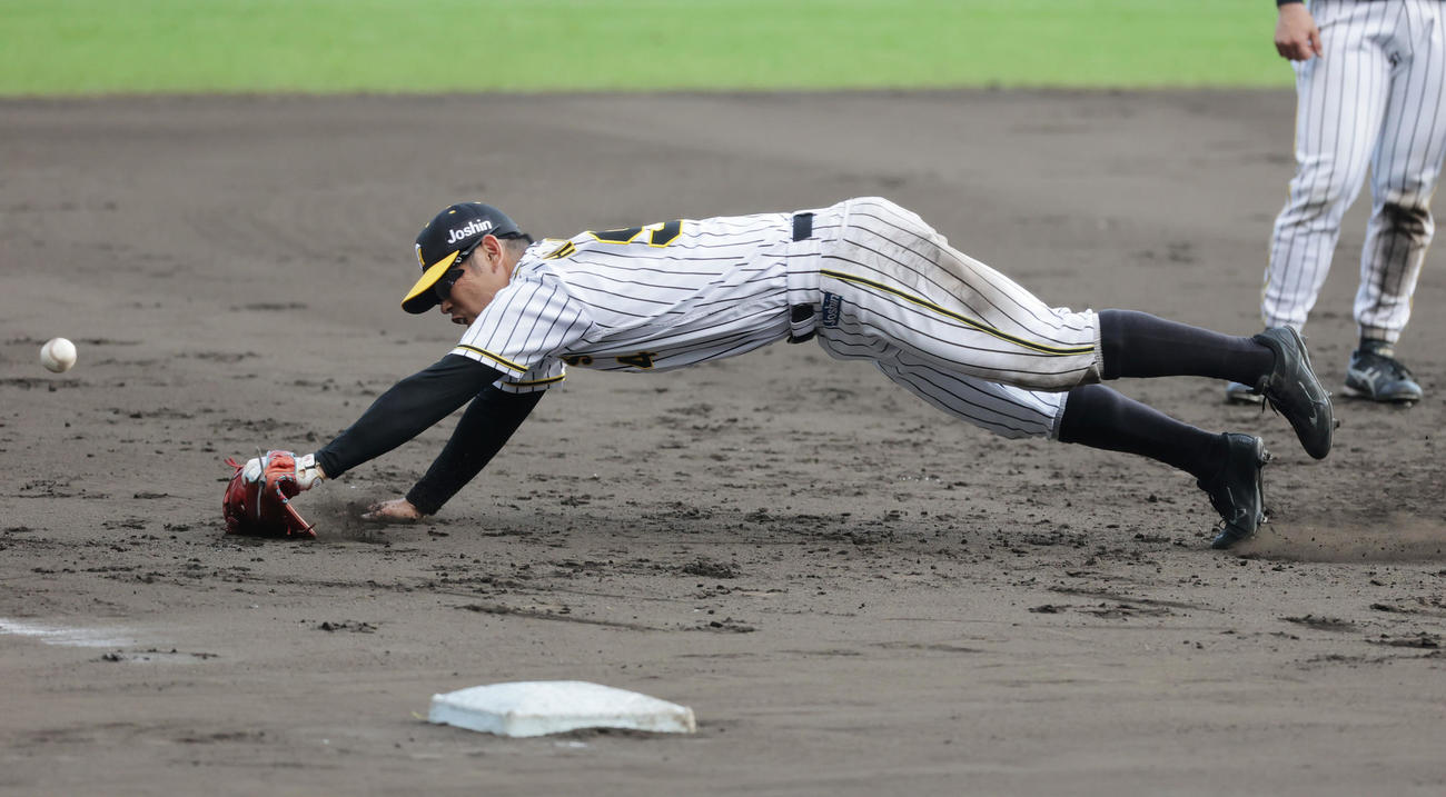 守備練習で打球に飛びつく阪神原口（撮影・清水貴仁）