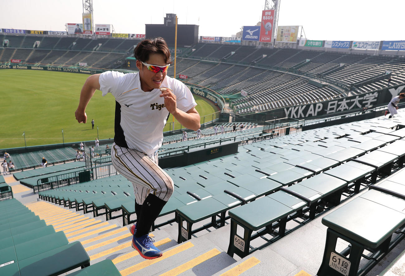 アルプススタンドの階段を駆け上がる阪神遠藤成（撮影・前田充）