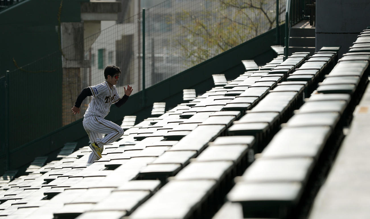 アルプススタンドの階段を駆け上がる阪神中野拓夢（撮影・前田充）