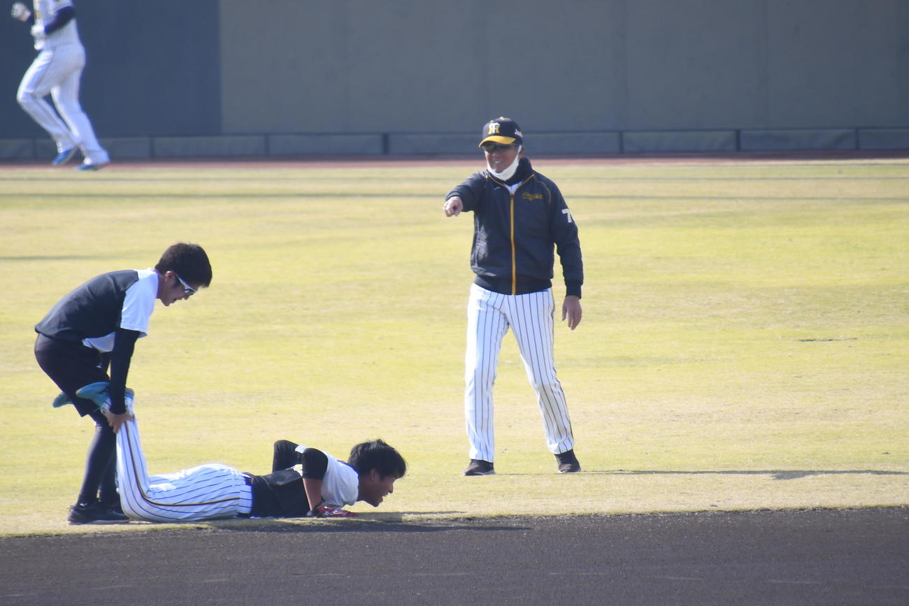 サーキットトレーニングの手押し車で力尽き、地面に倒れ込む阪神岩田将。右はゲキを飛ばす平田2軍監督（撮影・中野椋）