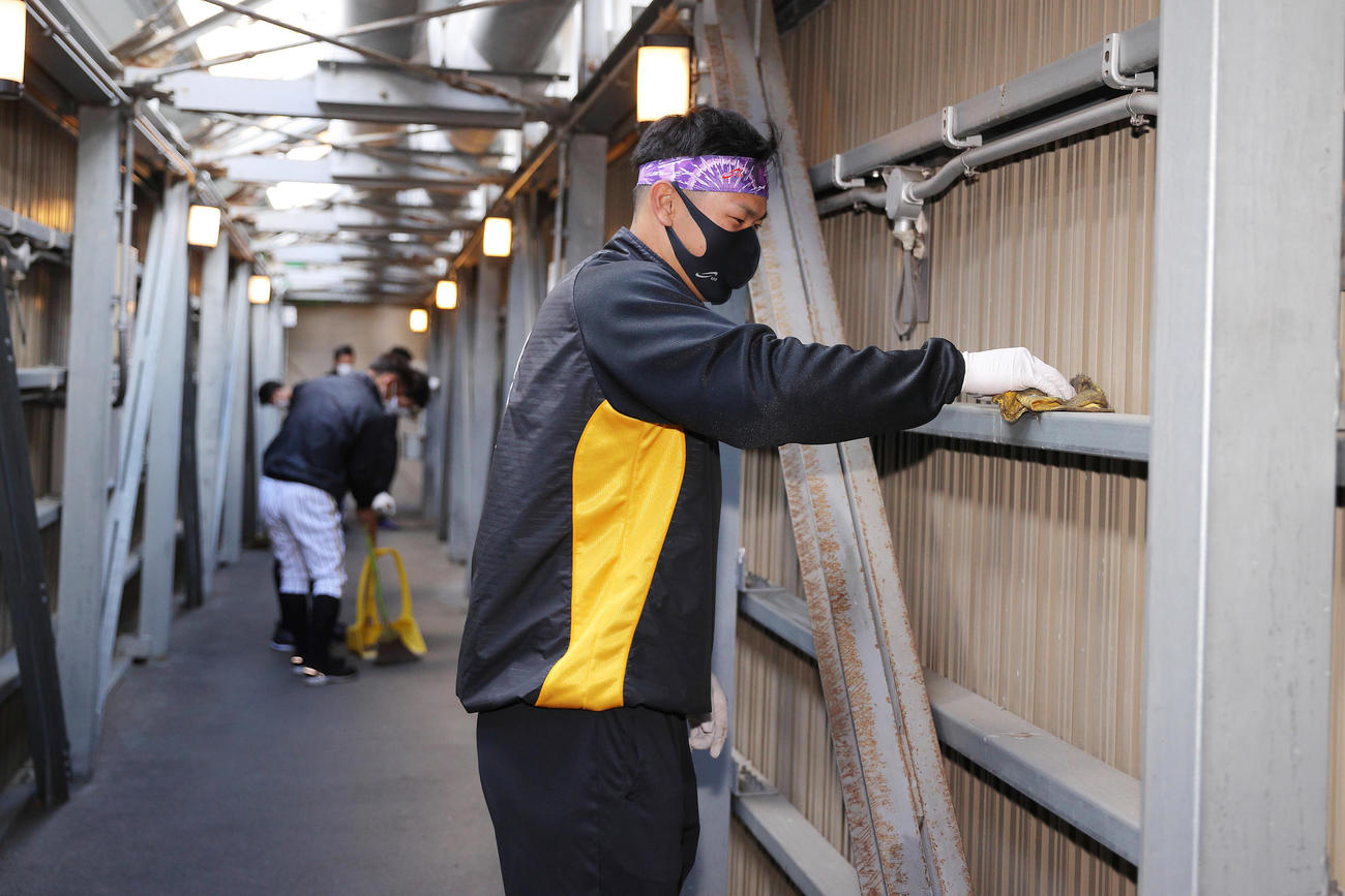 甲子園で大掃除を行う阪神佐藤輝明（阪神球団提供）