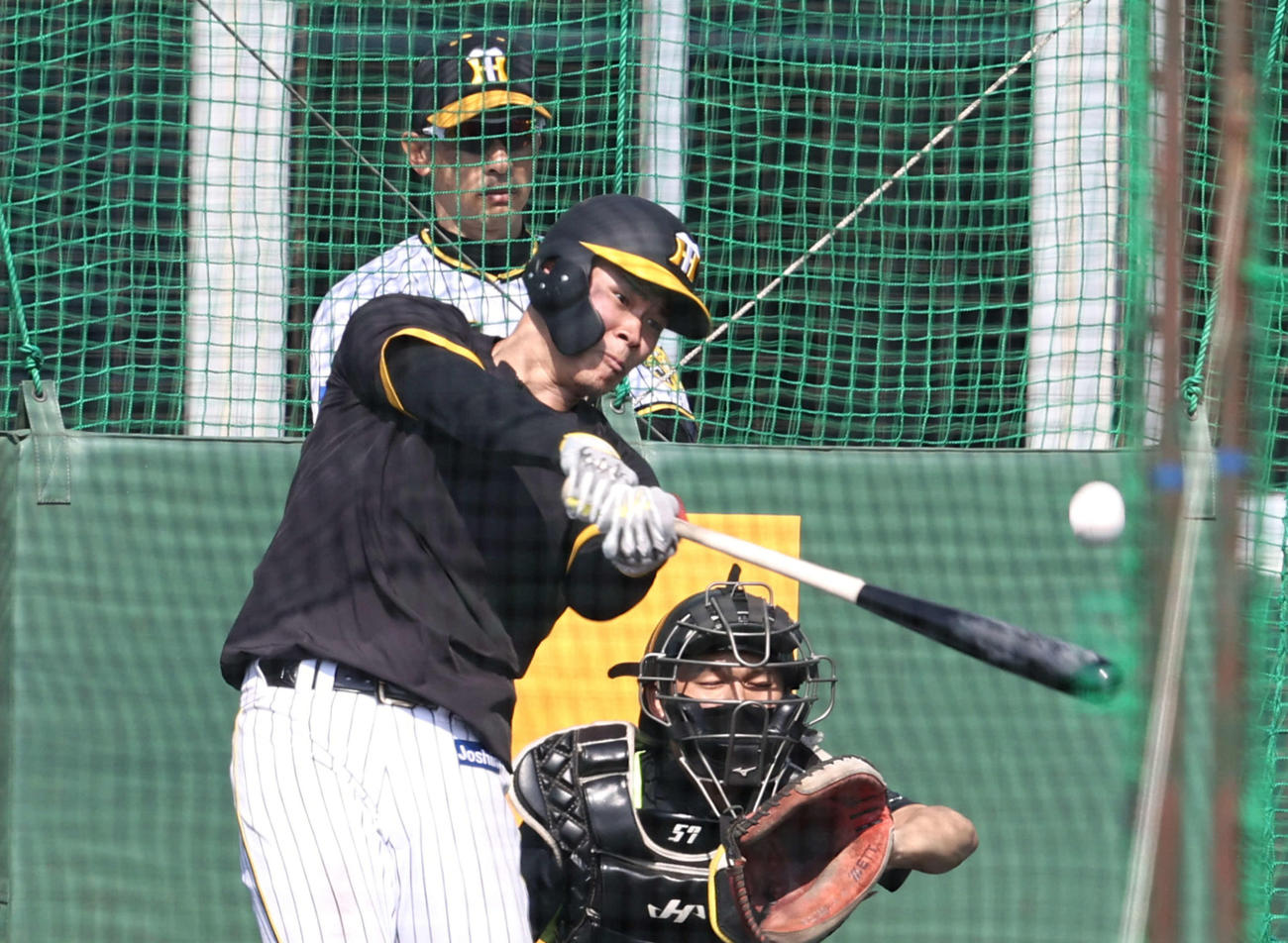 矢野監督(奥）の前でフリー打撃を行う佐藤輝（撮影・加藤哉）