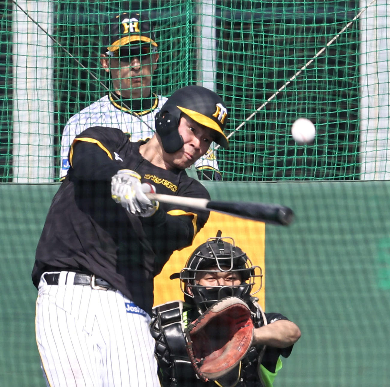 矢野監督の前でフリー打撃を行う佐藤輝（撮影・加藤哉）