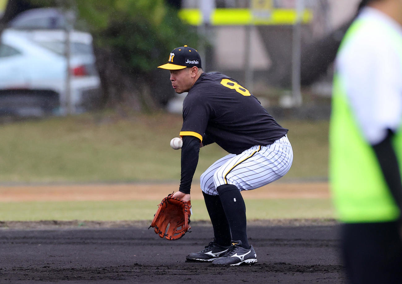ノックを受ける阪神佐藤輝明は打球が左手に当たり痛がる（撮影・上山淳一）