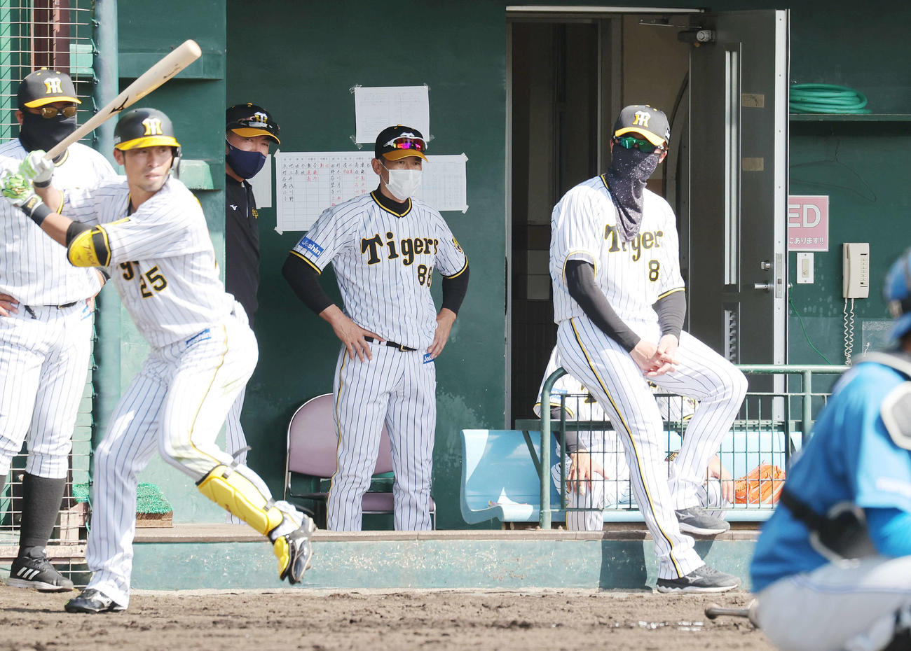 練習試合　阪神対日本ハム　ベンチから戦況を見つめる阪神矢野監督（中央）（撮影・河野匠）