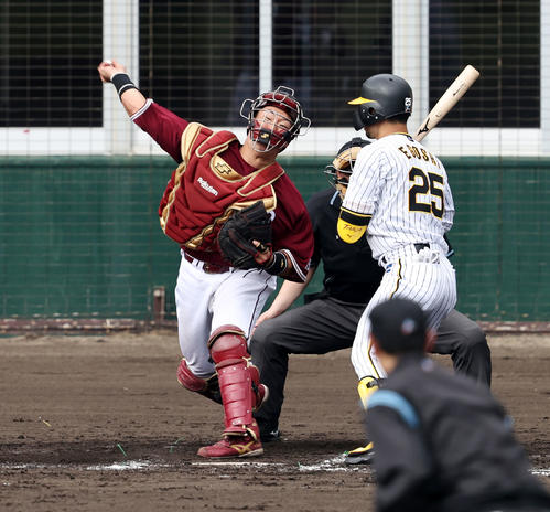 阪神対楽天　8回裏阪神1死一塁、安田は打者江越のとき、一塁走者島田の二塁盗塁を刺す（撮影・加藤哉）