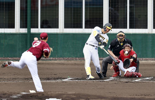 阪神対楽天　1回裏阪神1死一塁、佐藤輝は左前打を放つ。投手は藤井（撮影・加藤哉）