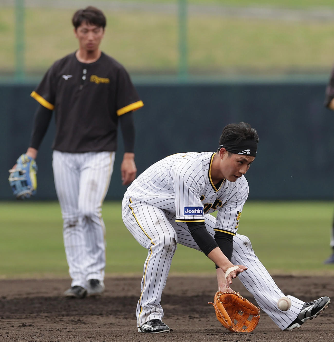 「愛の無事着」デスノックで、阪神井上ヘッドコーチのノックを受ける木浪（右）と近本（撮影・前田充）