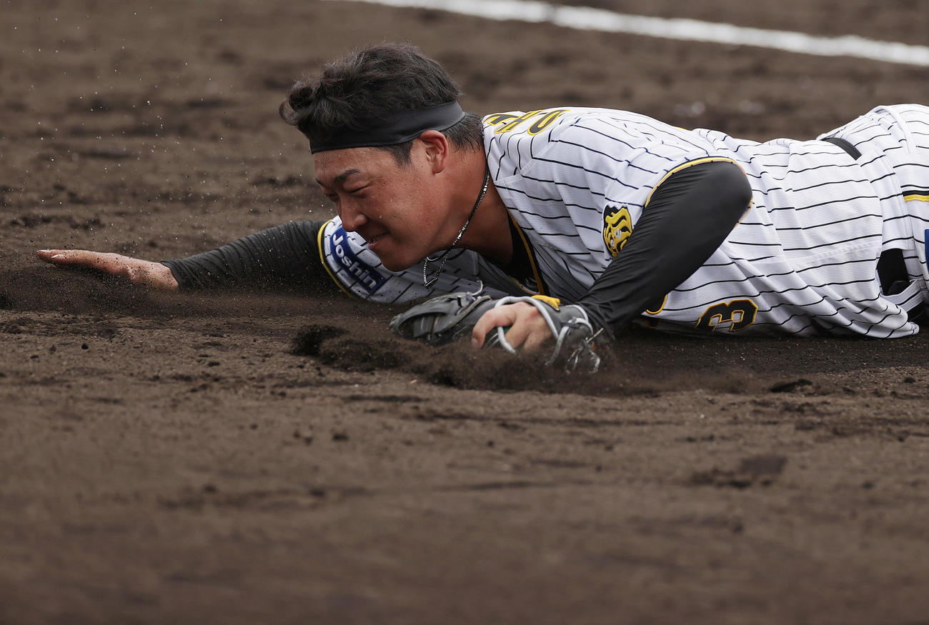 矢野監督のデスノックで、打球に飛びつき好捕する大山（撮影・前田充）