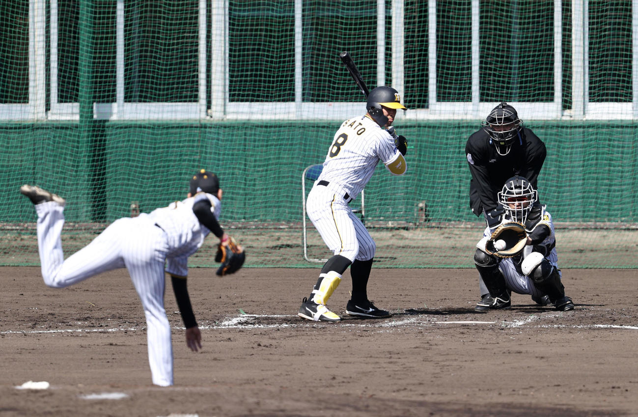 シート打撃練習で及川（左）の前に三振に倒れる佐藤輝（撮影・加藤哉）
